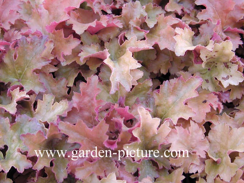Heuchera 'Amber Waves'