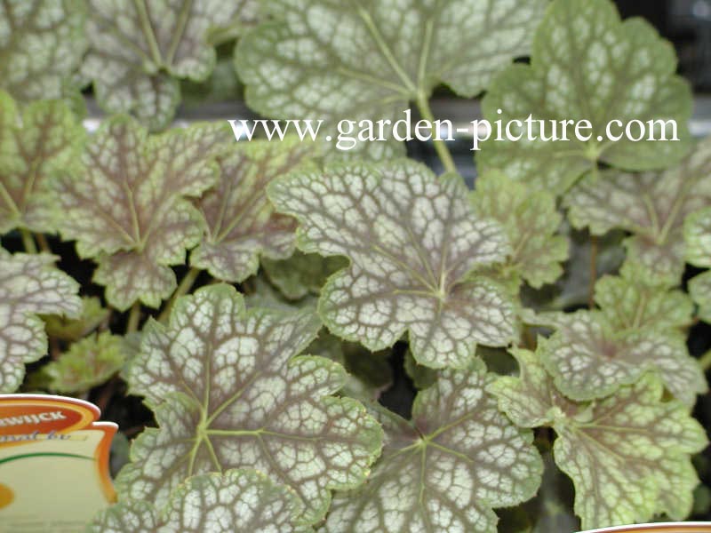 Heuchera americana 'Beauty Colour'