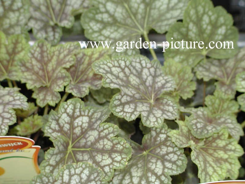 Heuchera americana 'Beauty Colour' (67812)