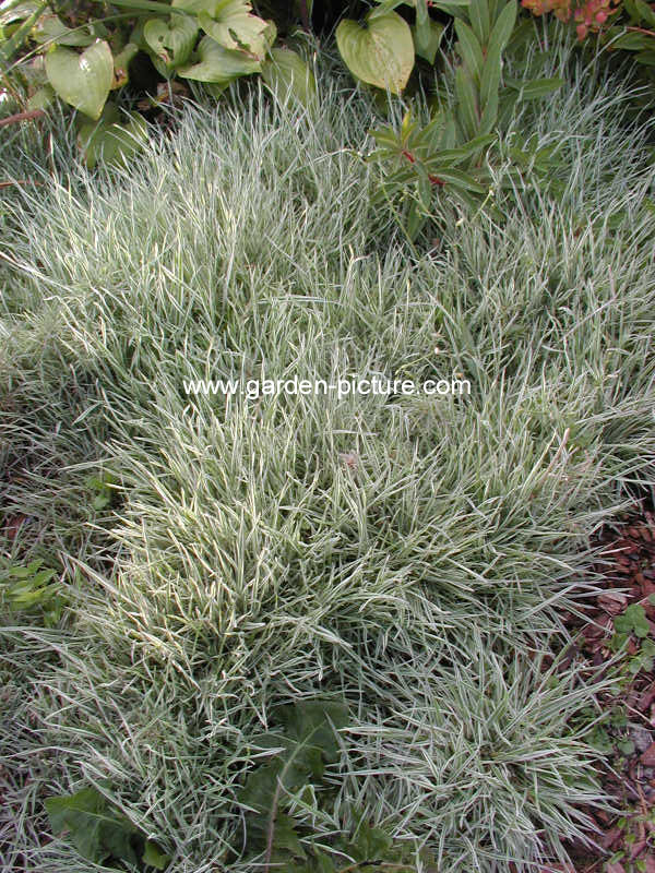 Holcus mollis 'White Fog'