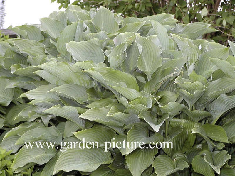 Hosta nigrescens (67873)