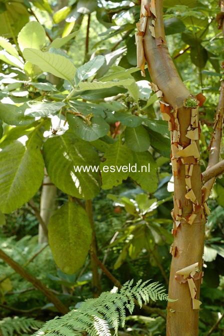 Acer griseum