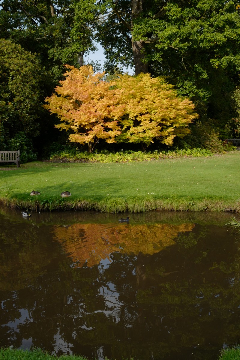 Acer palmatum 'Sango-kaku'