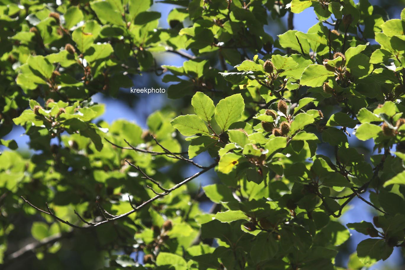 Fagus sylvatica