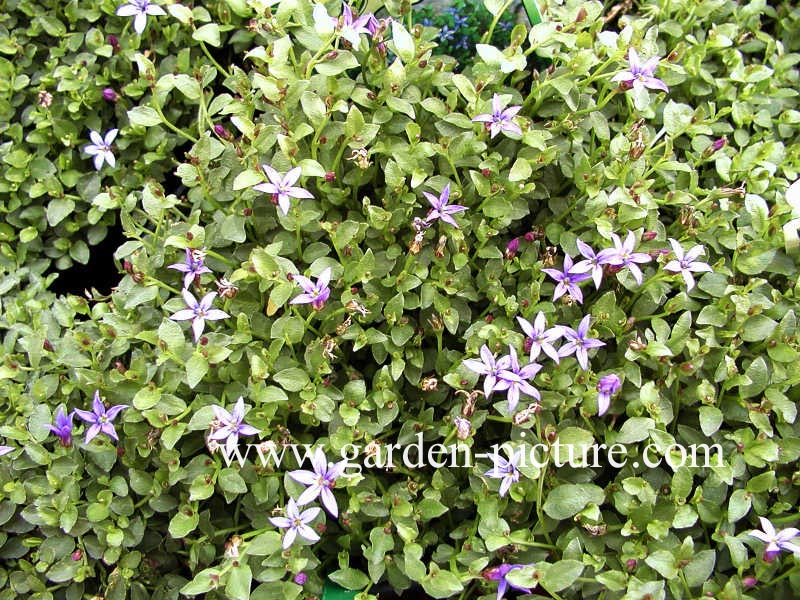 Pratia pedunculata 'County Park'