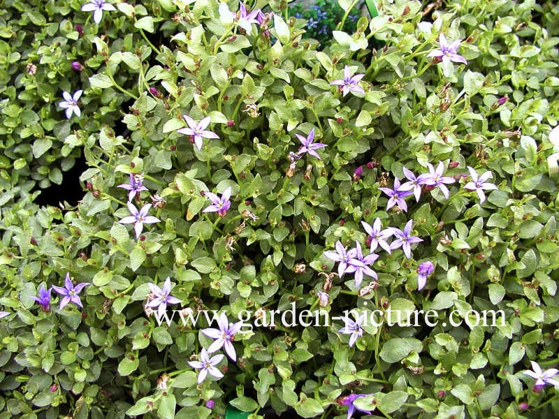 Pratia pedunculata 'County Park' (68098)