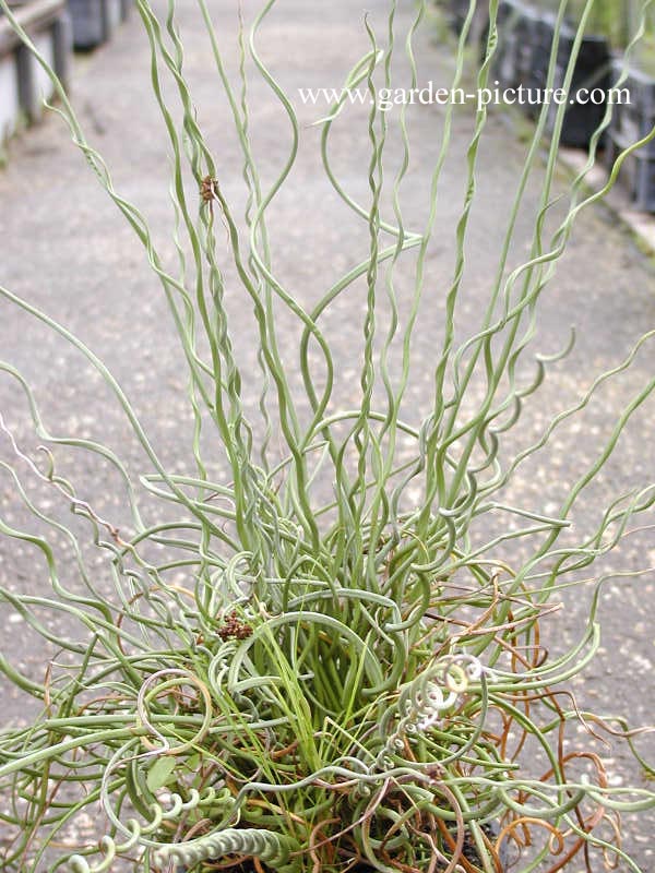 Juncus effusus 'Spiralis'