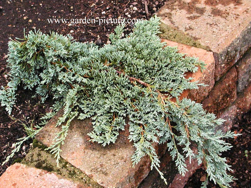 Juniperus horizontalis 'Monber' (ICEE BLUE) (68153)