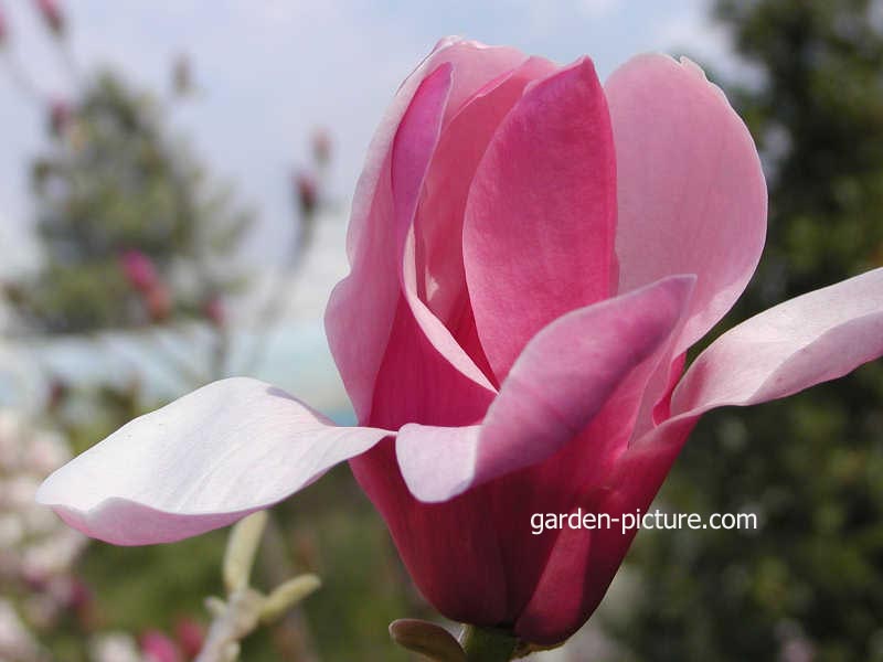 Magnolia 'Yaeko'