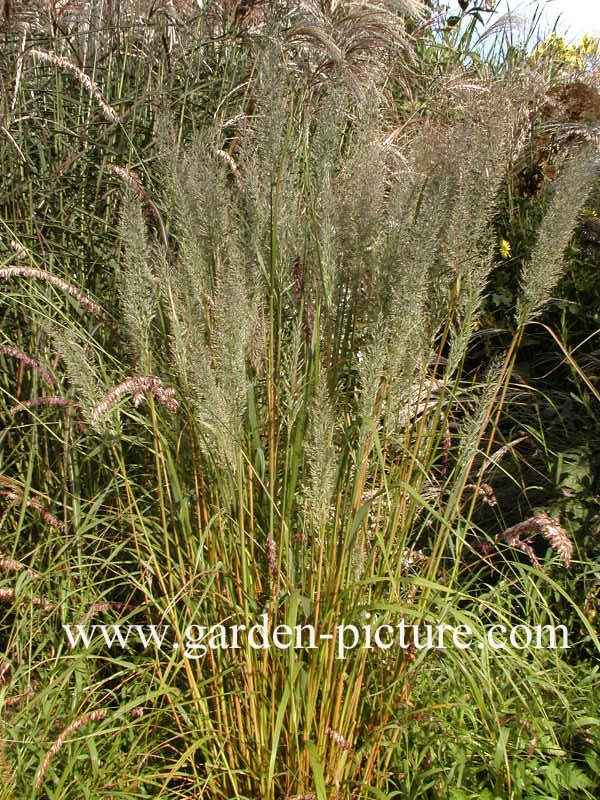 Melica altissima 'Atropurpurea'