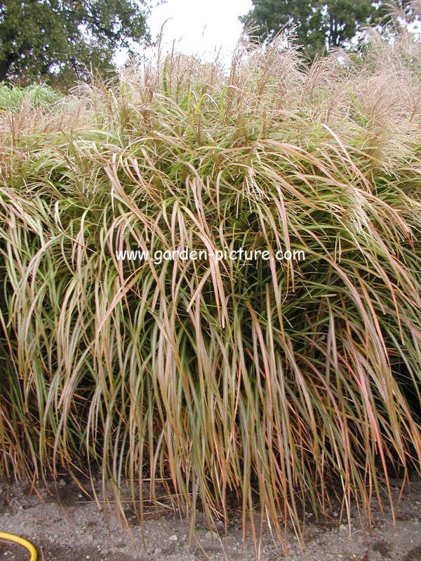 Miscanthus sinensis 'Sirene' (68606)