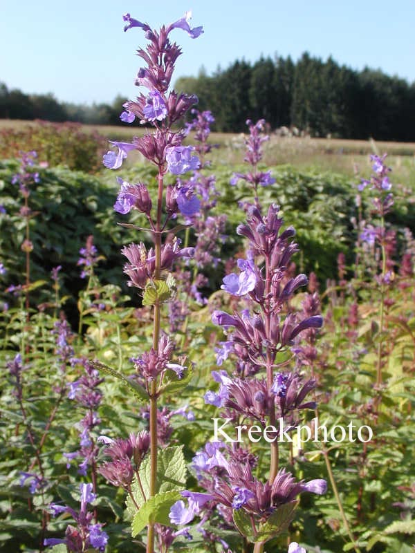 Nepeta clarkei (68667)