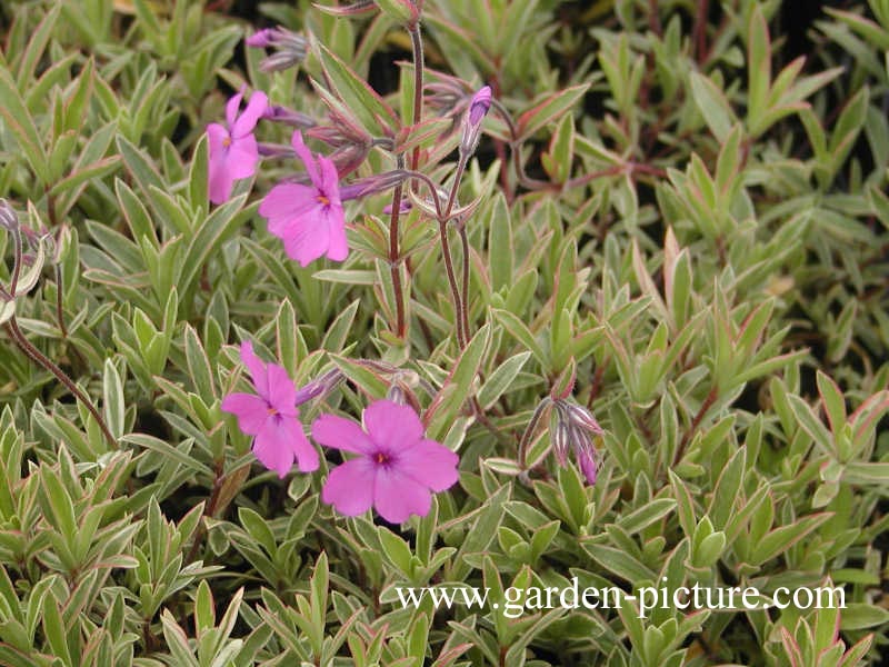 Phlox procumbens 'Variegata'