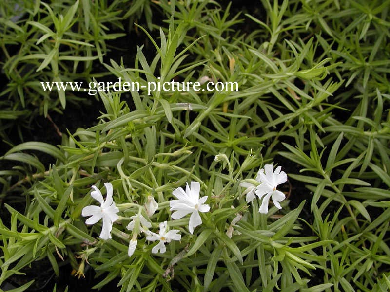 Phlox subulata 'Calvides White' (68859)