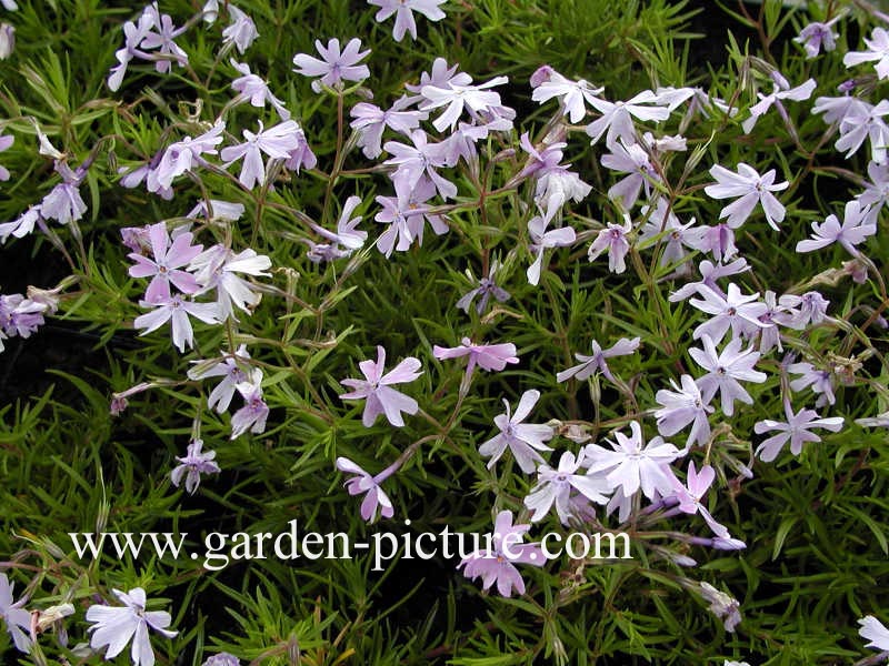 Phlox subulata 'Emerald Cushion Blue'