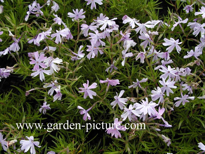 Phlox subulata 'Emerald Cushion Blue' (68861)