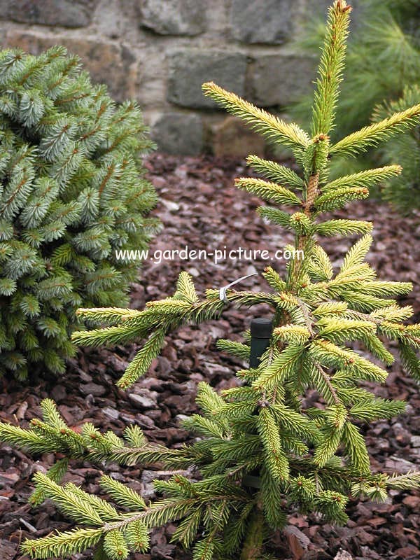 Picea abies 'Gold Drift'