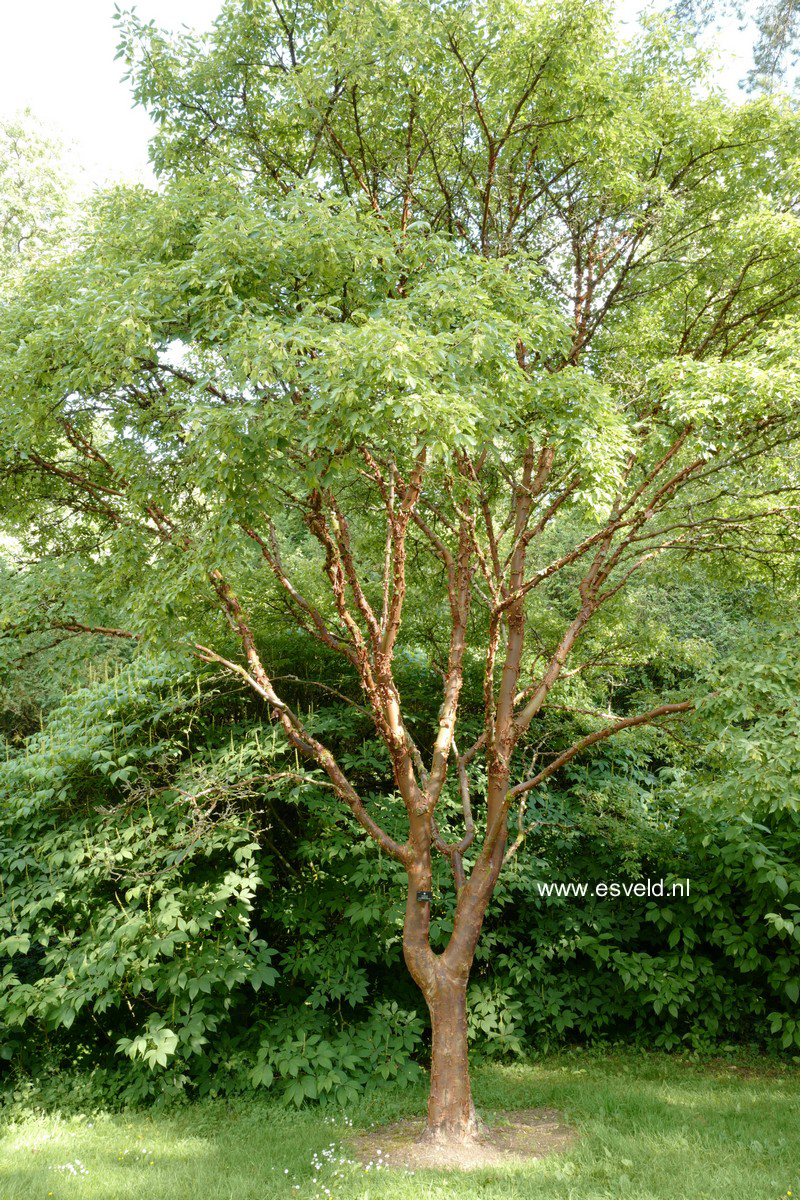 Acer griseum