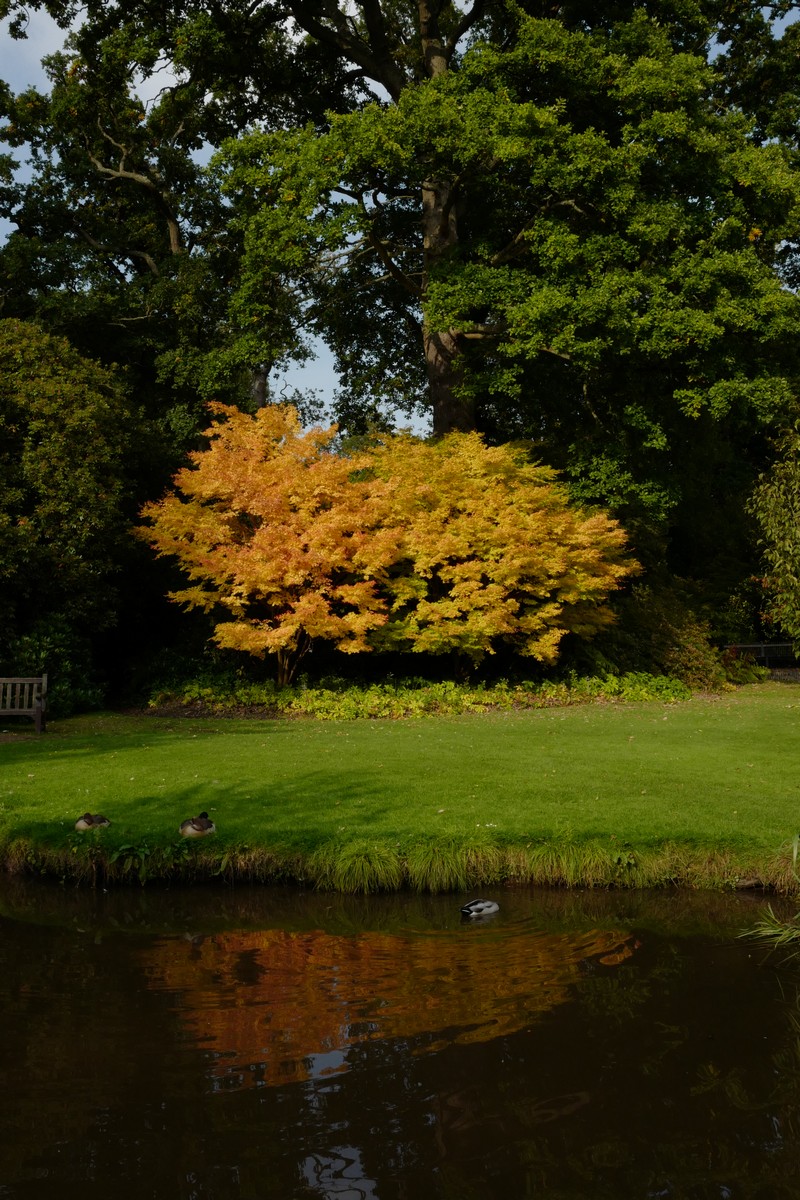 Acer palmatum 'Sango-kaku'