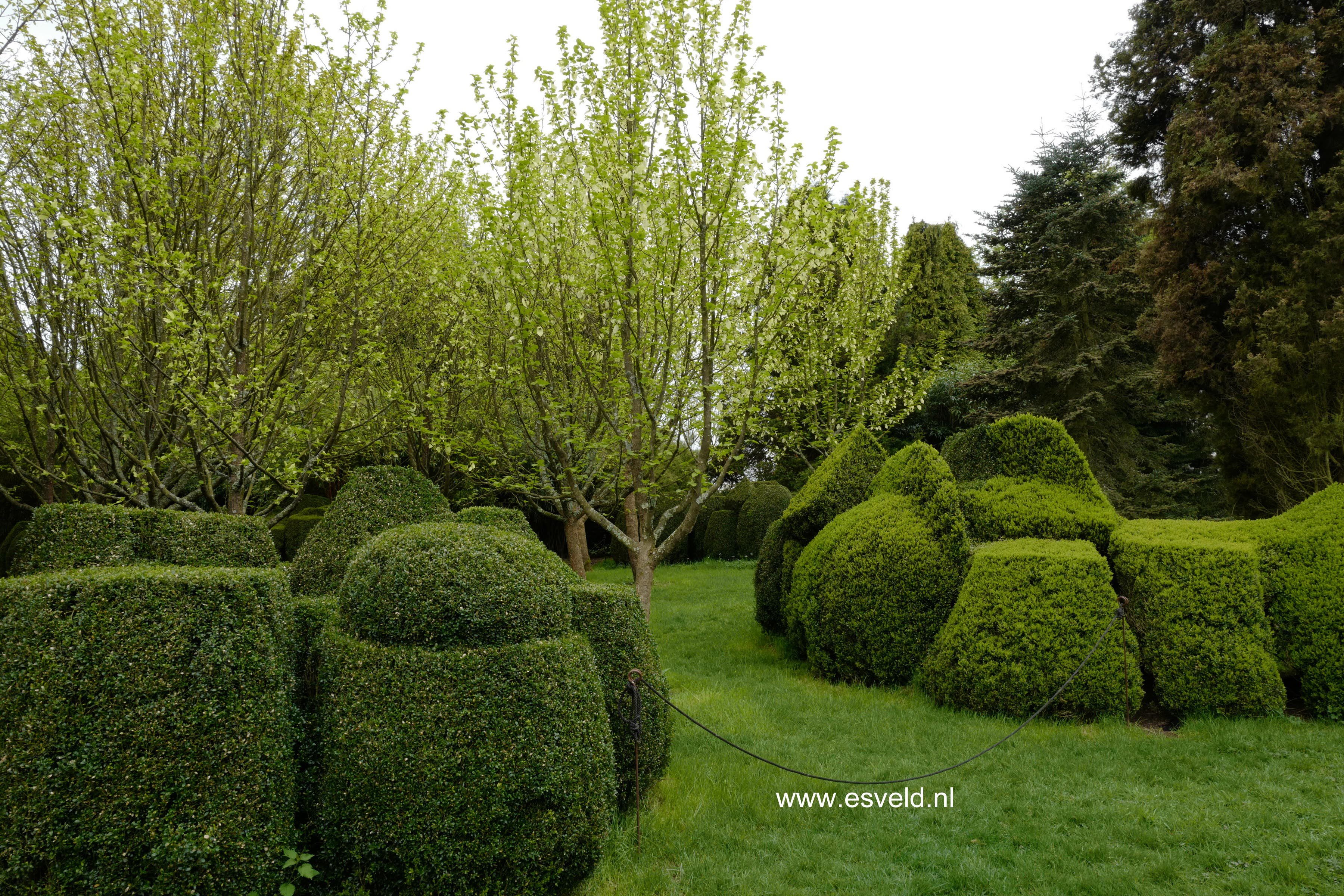 Buxus sempervirens