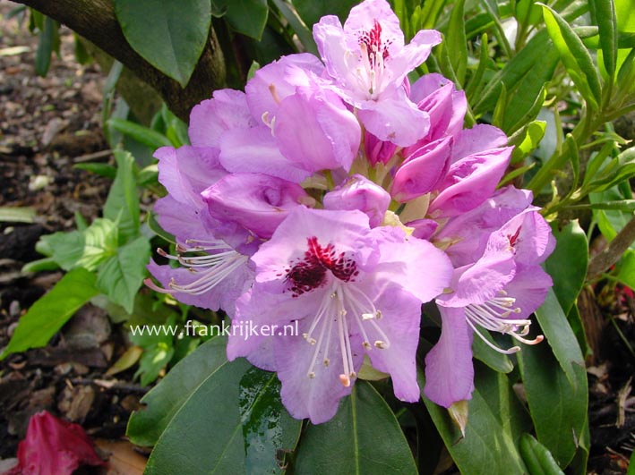 Rhododendron 'Blue Jay'