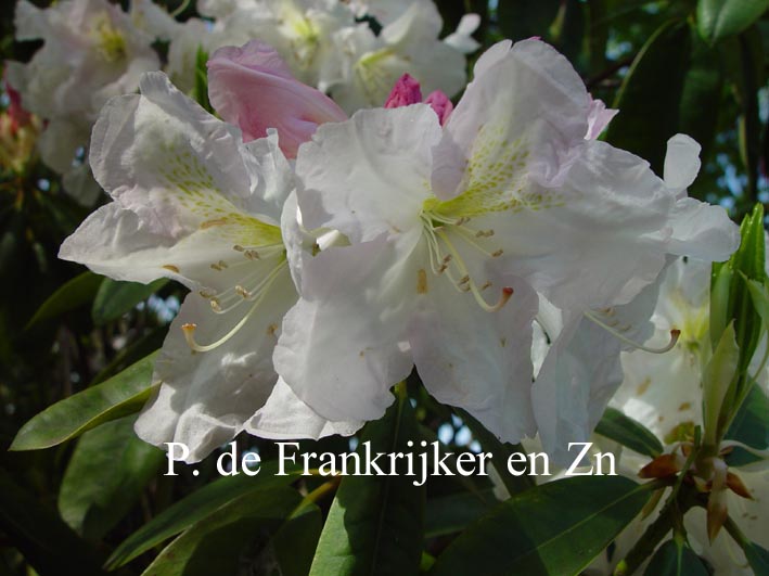 Rhododendron 'Greers Cream Delight' (69029)