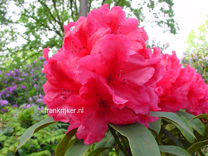 Rhododendron 'Earl of Donoughmore'