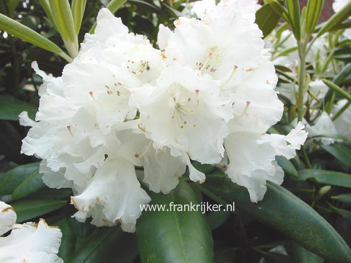 Rhododendron 'Falling Snow'