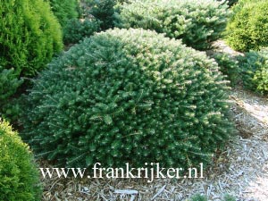 Abies koreana 'Green Carpet'