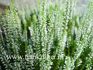 Calluna vulgaris 'Alicia' (GARDEN GIRLS)