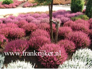 Calluna vulgaris 'Marlies'