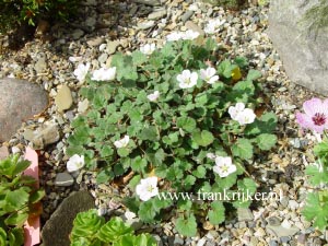Erodium reichardii 'Album'