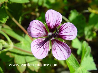 Geranium 'Salome'