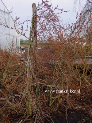 Hamamelis vernalis 'Lombart's Weeping' (69249)