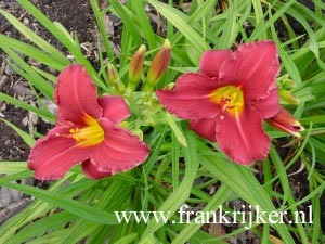 Hemerocallis 'Pardon Me' (69256)