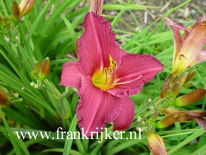 Hemerocallis 'Summer Wine' (69258)