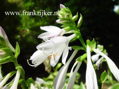 Hosta 'So Sweet'
