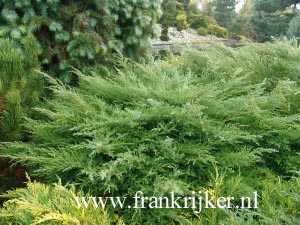 Juniperus pfitzeriana 'Pfitzeriana Compacta' (69272)