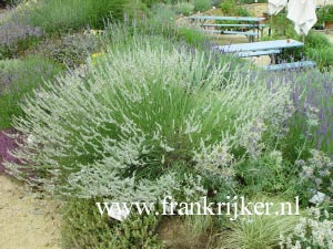 Lavandula intermedia 'Edelweiss'