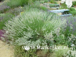 Lavandula intermedia 'Edelweiss' (69277)