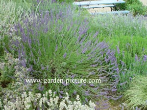 Lavandula intermedia 'Grosso' (69278)