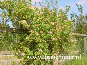 Lonicera periclymenum 'Belgica Select' (69286)