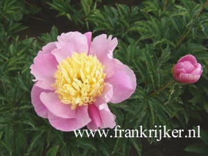 Paeonia 'Mr. G. F. Hemerick' (69305)