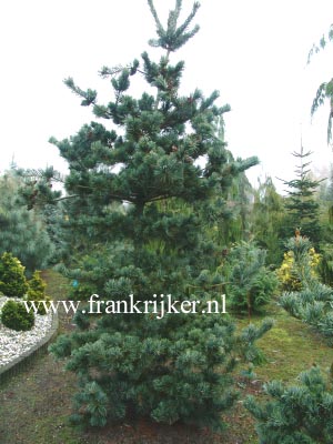 Pinus parviflora 'Saphir'