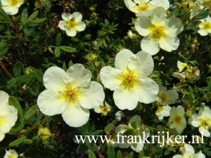 Potentilla fruticosa 'Limelight' (69330)