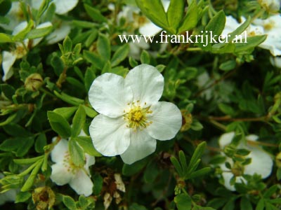 Potentilla fruticosa 'Snowbird'