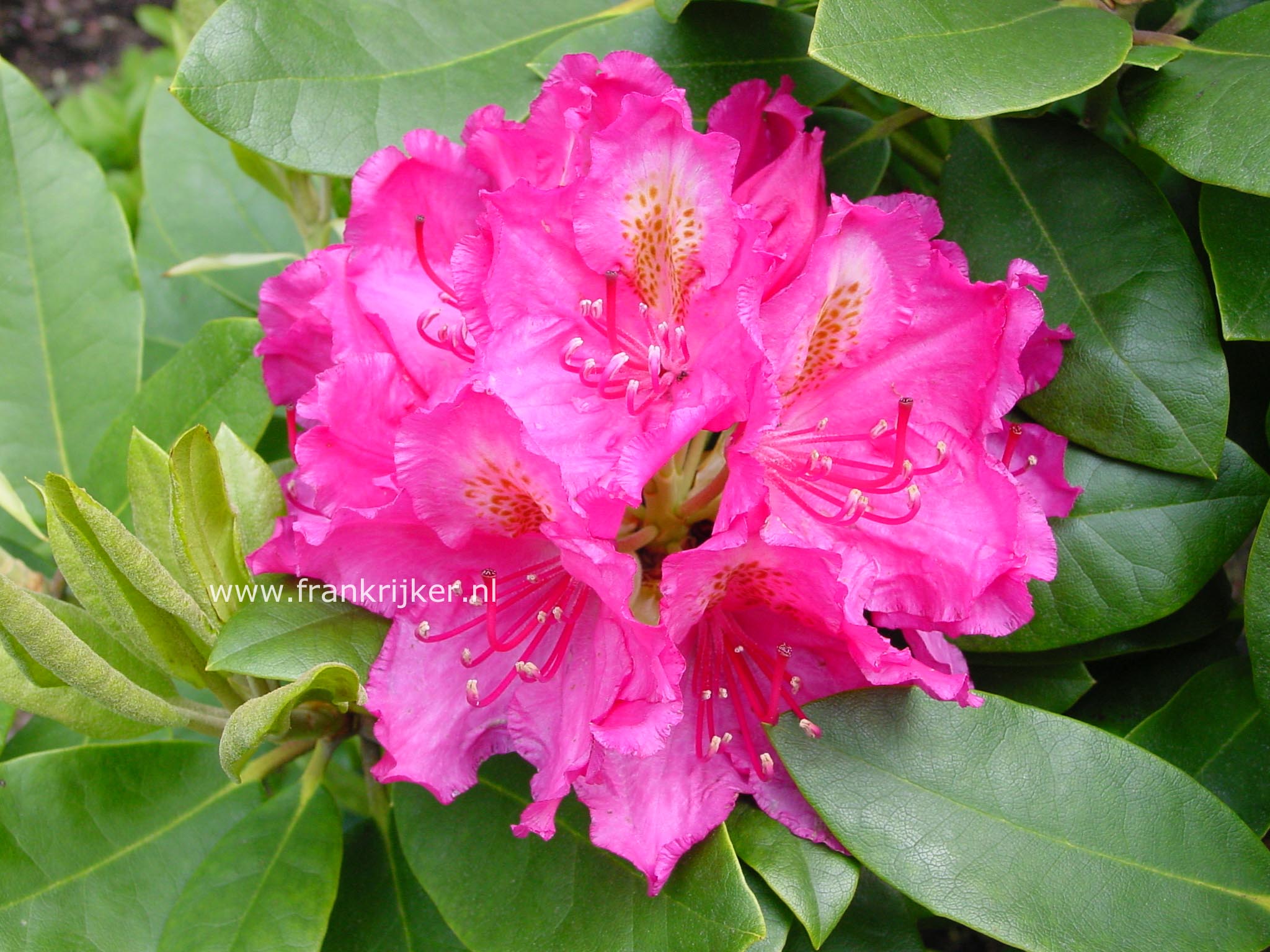 Rhododendron 'Pearce's American Beauty'