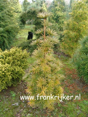 Sciadopitys verticillata 'Sternschnuppe' (69467)