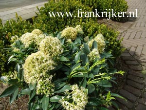 Skimmia japonica 'Godrie's Dwarf' (69468)