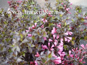 Weigela florida 'Nana Purpurea'